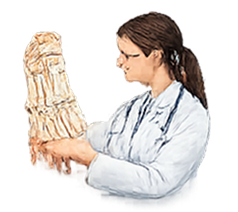 Judy Bell-Krotoski — generic hand-therapy illustration (not a clinic portrait)